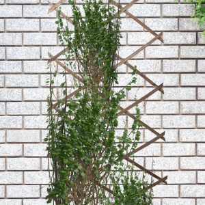 Nurture & Bloom Wooden Trellis Expandable Garden Wall Trellis For Climbing Plants Decoration & Plants Partitioning (Pack Of 3) (180cm x 60cm) (Oak Wood)