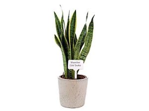Plant Labels (25 Pack)